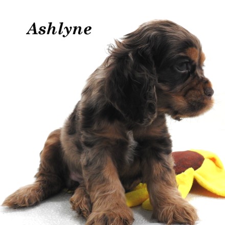puppy, for, sale, Cocker Spaniel, Joe & Cherri  Overlease, dog, breeder, Miller, MO, dog-breeder, puppy-for-sale, forsale, nearby, find, puppyfind, locator, puppylocator, aca